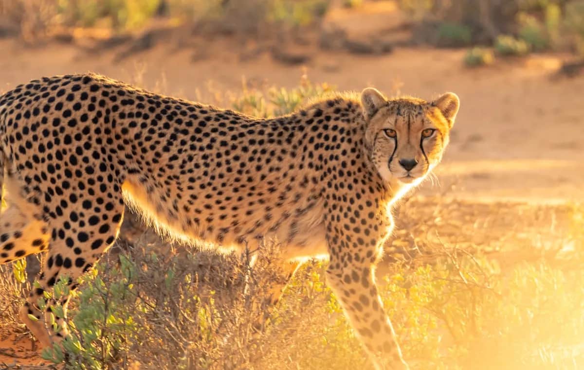 Hwange